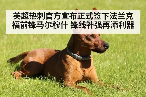 英超热刺官方宣布正式签下法兰克福前锋马尔穆什 锋线补强再添利器